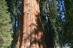 Raod trip : Part 3 >> Sequoia