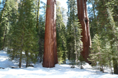 2008_04-sequoia-03.JPG