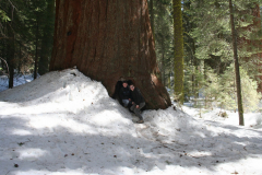 2008_04-sequoia-09.JPG